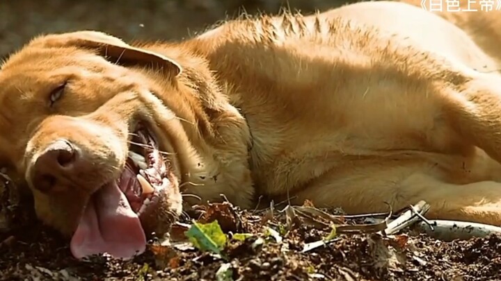 Chú chó đáng thương bị bỏ rơi, bị treo trên máy chạy bộ cố sức chạy, cứ dừng lại là bị đánh đập