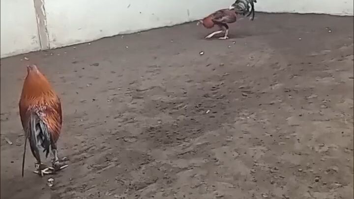 sweater gilmore stags national (Jilljhames) from Camiguin