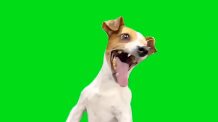 Anjing Kecil Ying Dang