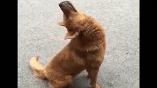 Video động vật: Buồn ngủ như chó