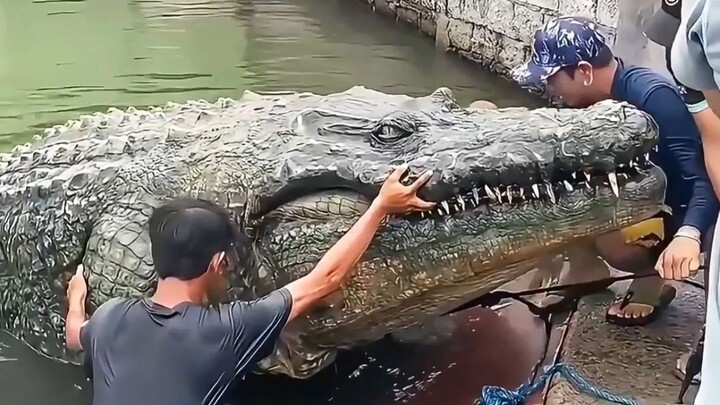 Những loài động vật có kích thước vượt ngoài sức tưởng tượng của bạn