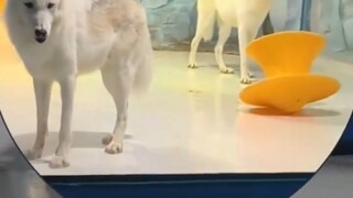 主人带哈士奇去极地馆看北极狼，场馆里的北极狼看到后一脸惊讶！！！！