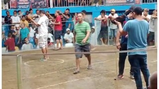 3cock Derby Champion @Talisay Cebu. 1st fight MS Black