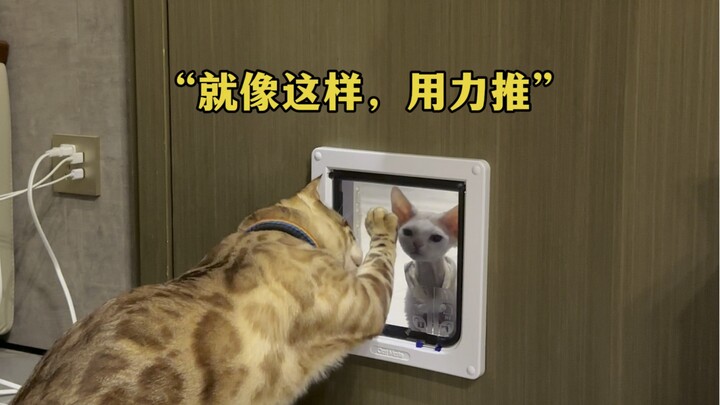 Eight has started to complain about Tutoo’s IQ~