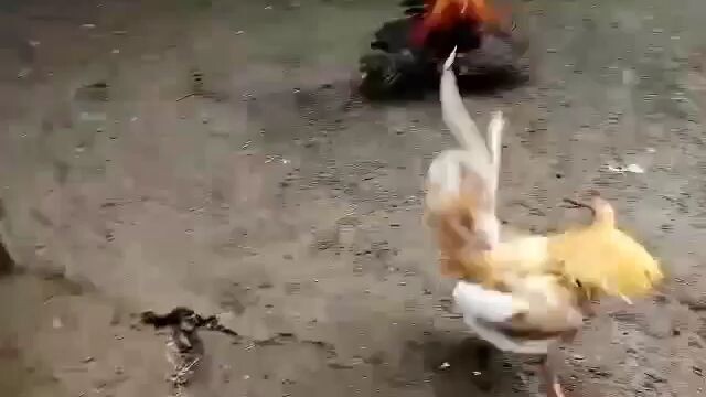 larry Carter gold vs SBR