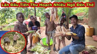 Tập 173|| Thu hoạch bội thu Ngô Châu Phi||2Q Vlogs Cuộc Sống Châu Phi