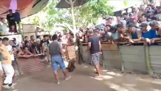 ang tibay Ng manok sa #JJVgameyard