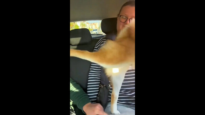 ขาหลังของสุนัขที่เตะได้อย่างแรงและมีพลัง