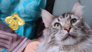 Untuk kucing-kucing kecil yang suka mengacau ini, cukup~