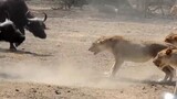Lion hunt the buffalo animals fighting