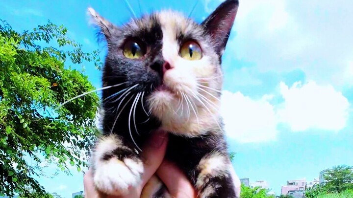 Saat memancing, secara tak sengaja bertemu dengan sepasang induk dan anak kucing