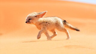 Are you the legendary "Desert Fox"?
