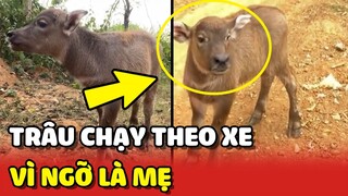 Thanh niên TRÂU chạy theo xe máy vì tưởng đó là BỐ MẸ mình 😂 | Yêu Lu