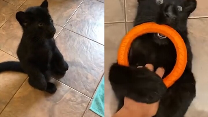 Russian beauty keeps a black panther as a pet, plays with her dog at home—and gradually “dogifies” h