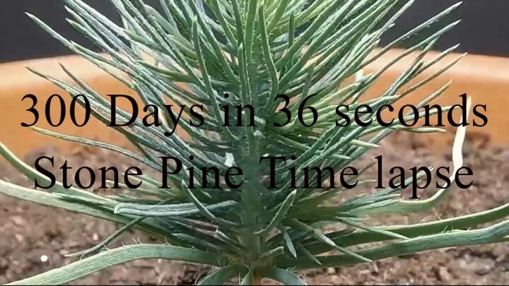 300 Days in 36 seconds Stone Pine Time lapse