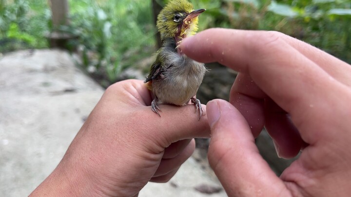 Such a cute little bird was actually caught by a raptor.