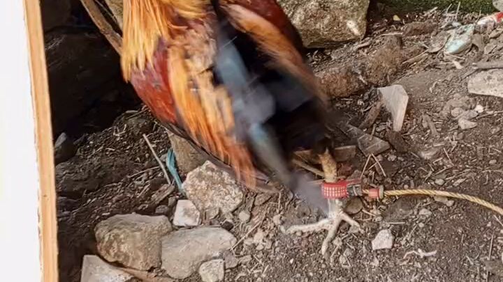 1x winner melsim pakpak lang Tama