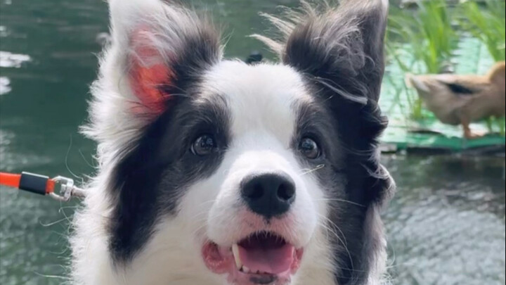 Dog, it’s time I showed you around this city.