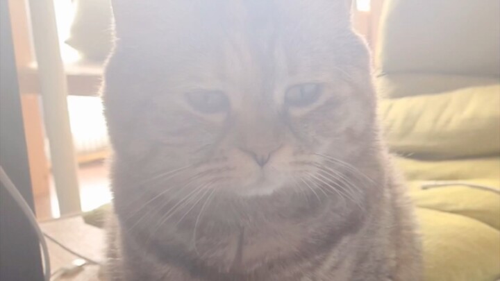 "Midday Sun by the Bed, a Cat's Hidden Sorrow"