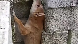 Gouzi: Watch carefully, I will only teach you once