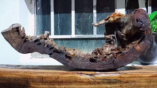 What Can a Piece of Decayed Wood Do?