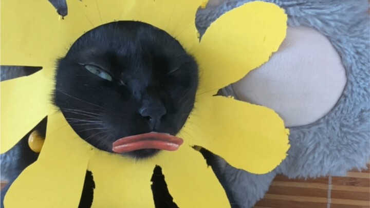 Kucing: Sebaiknya kamu jangan tidur malam ini.