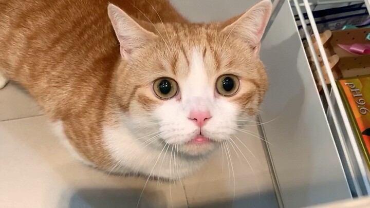 Mandi sambil terus-menerus meong-meong, ada apa nih? Malah kayak mau nyelamatin aku?