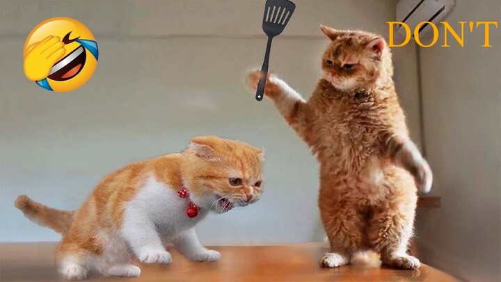 Funniest Animals 2023 Funniest Cats and Dogs Part 01 - Life Pawty