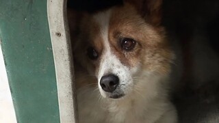 هاتشيكو الكوري — الكلب الذي ظل ينتظر عند نهاية الزقاق لمدة 5 سنوات متتالية...