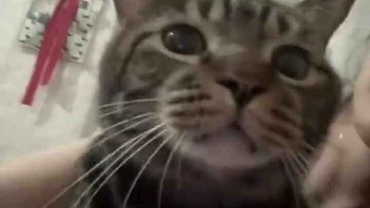 😿: Can someone kind-hearted help call the police for the kitty...?