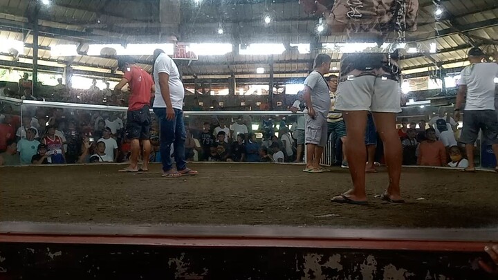 # Kurt and kier Gf  2 cock ulutan fl1st fight