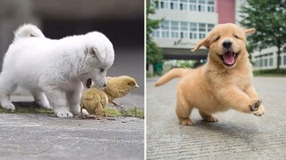 Cutest Puppies Doing Funny Things 2021 | Aww Animals So Cute Cute Baby Animals Videos Compilation