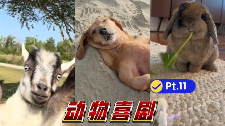 🐐 Animal Comedy Pt.11 [Watch out! There’s a 🐕 pickpocket!] 🐱