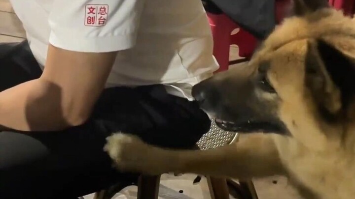 บังเอิญเจอเจ้าตูบน่ารัก ยื่นมือเล็กๆ มาขอโชคลาภให้ฉัน!
