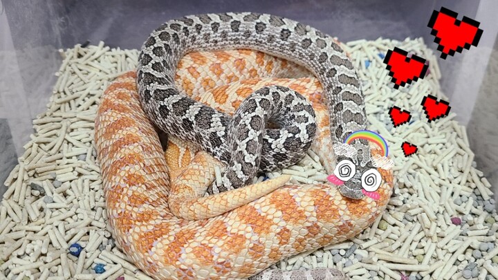 Snakes Mating Footage