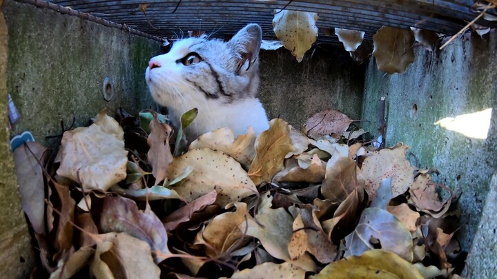 แมวที่ซ่อนตัวกระโดดลงมาจากใบไม้แห้ง