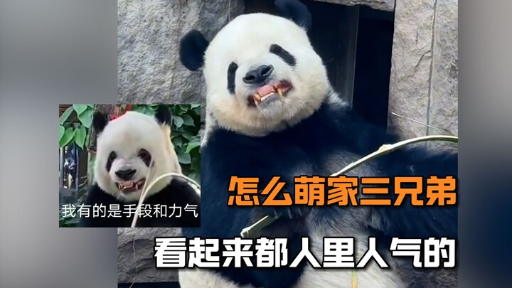 Meng Er cracking bamboo with a toothy grin: 100% hilarious! Forgot the grin—now add it back in for 1