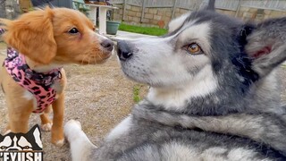 Huge Husky พบกับลูกสุนัขตัวเล็ก ๆ และพูดคุยกับเธอ!