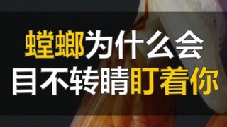 น่าทึ่ง! ไม่ว่าจะมองตั๊กแตนจากมุมไหน ดวงตาของมันก็จ้องมองคุณเสมอ!