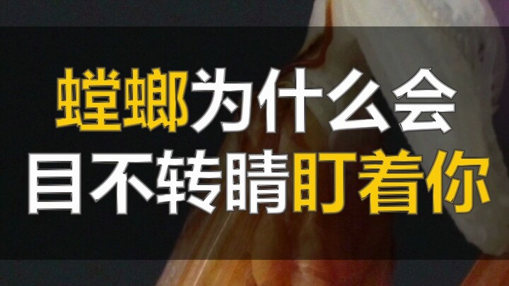 神奇！无论从哪个角度观察螳螂，它的眼珠子始终在盯着你！