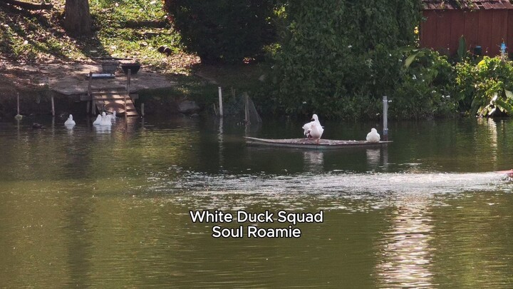 White Duck Squad