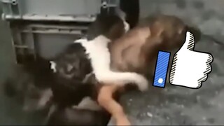Dog Saving a Cat