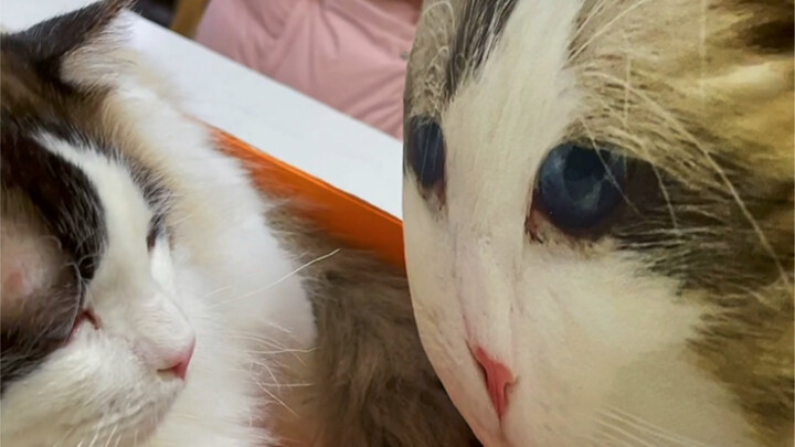 What should I do if my cat has a bald spot?