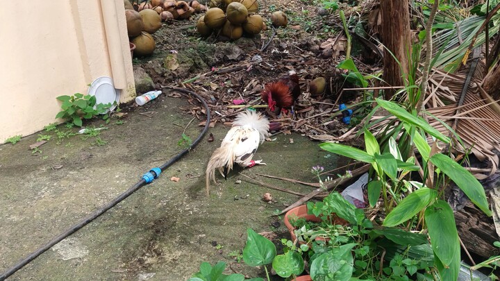 McLean Hatch VS White Kelso McLean