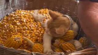 Corn Cat