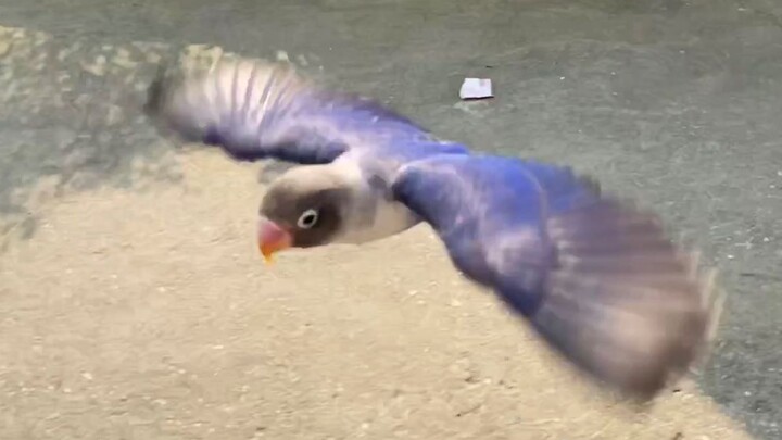 On a country road, a purple parrot flies behind the young man.