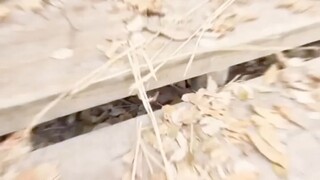 ฟางหานใช้ระบบข้ามมิติได้จนได้เมียหลายคนที่ยุคโบราณ