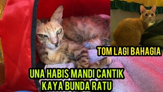 Kucing Una Cantik Banget Sesudah Mandi Kaya Bunda Ratu | Tom Juga Lagi Bahagia..!