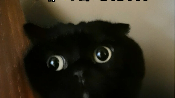 Thử thách những thú cưng kỳ lạ bạn từng nuôi năm xưa! Cái này là của tôi, còn của bạn thì sao?