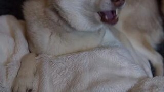 What’s your dog’s fave sleeping position? LearnOnTikTok dogslife sleeping